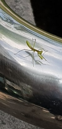 아기 사마귀