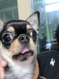 how can a dog's name be nasus lol