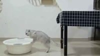 Definitive proof that cats are liquid