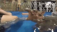 인간을 잡아먹는 굶주린 하마.GIF