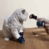 집사에게 호신술을 배운 냥이(재업)