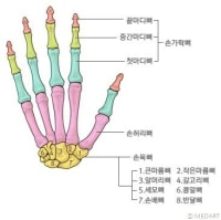 굳은살에 쓰는 약 있음?