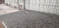 고양이 시체