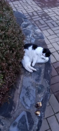 우리동네 고양이