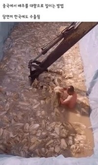 중국이 김치절이는방법
