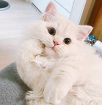 노틸 산수화스킨 어떰?