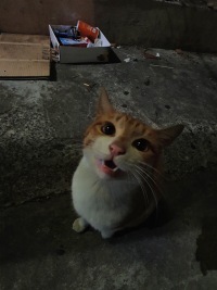아흑 치즈길냥이 커여워