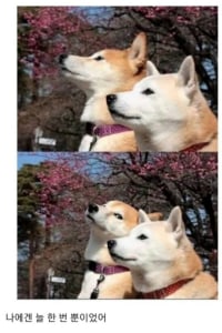 씹덕동물짤 모음
