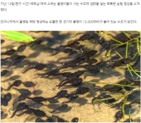 (gross warning) What happens when you put raw chicken in a tank of tadpoles