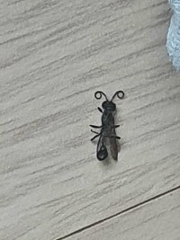 현실판 팅커벨 사망