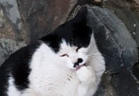 our neighborhood cat