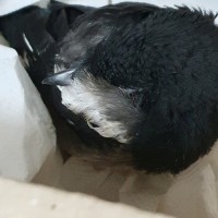 옵붕.. 아 까붕이 주웠다