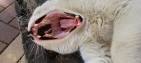 고양이 입속 털