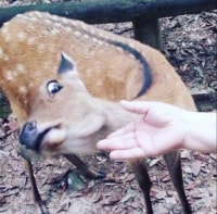닉변에 대한 한가지 고찰