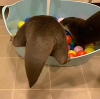 통통한 수달꼬리