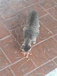 식사중이실때 건들면 안되는 존재