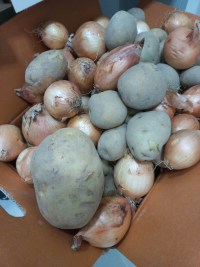 동글동글 왕감자~대홍단 감자~