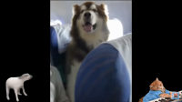 a passenger dog