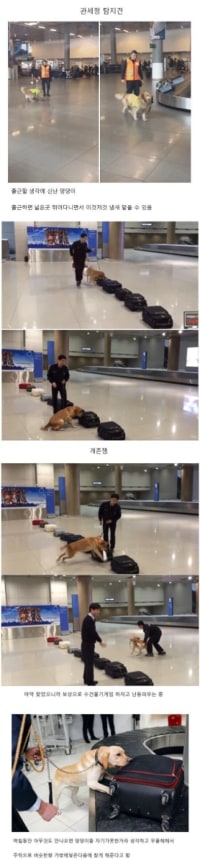 댕댕이 인생 최고의 직업