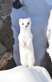 징수의총 개꿀템임