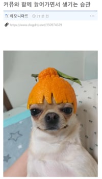 커뮤와 함께 늙어가면서 생기는 습관