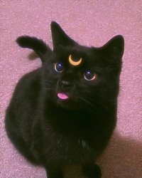there's also a diana kitty