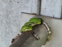 three frog brothers