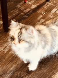 고양이 카페 고양이