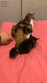 Outraged Kitty