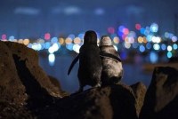 멜버른 야경을 감상하는 펭귄커플