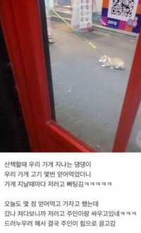 가게에서 고기 몇번 얻어먹은 강아지
