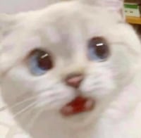 이 고양이 이름 뭐임?