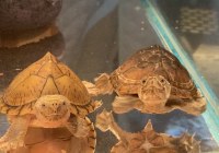 (장문주의)오늘 저희 집 거북이가 세상을 떠났습니다.