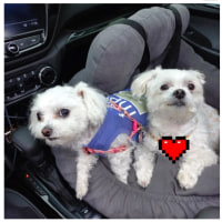 강아지 산책 전 후 .jpg