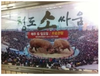 청도 소싸움이 재밌는 이유