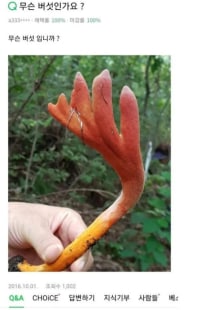산에서 아무거나 따면 안되는이유.jpg