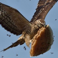 매형이 꿀빨려고 집들고 날라버림