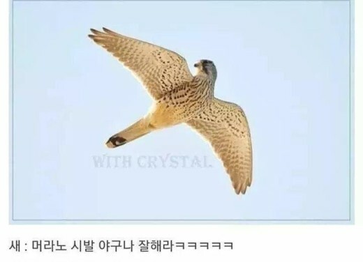 image.jpeg