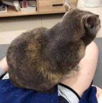 불법 타투 시술