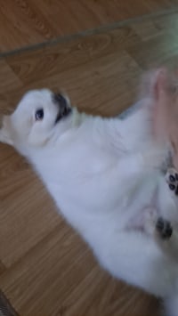 하..니들은 개키우지마라..