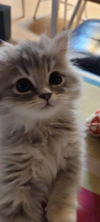 내가 여친 사귀기 싫은이유