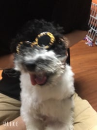 우리집 댕댕이 모음