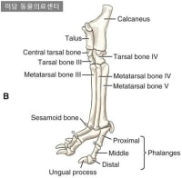 교도 수련을 위한 4족보행 TIP
