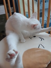 어제 고양이카페갔다옴 ( ㄱㅇㅇㅈㅇ