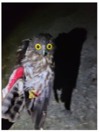 부엉이 주웠는데 뭐먹음???