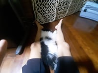 강아지 보고가세요