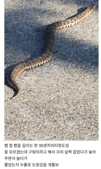뱀 처음 봤다