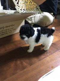 울집댕댕이 보고 가세요