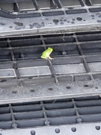 요즘 개구리 자주봄