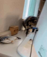 냥이 능지 수준 ㅋㅋ